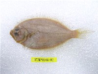 藏品(五眼斑鮃)的圖片